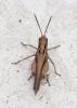 Omocestus rufipes